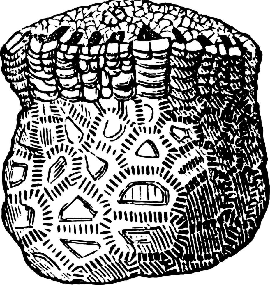 rhodocrinus, årgång illustration vektor