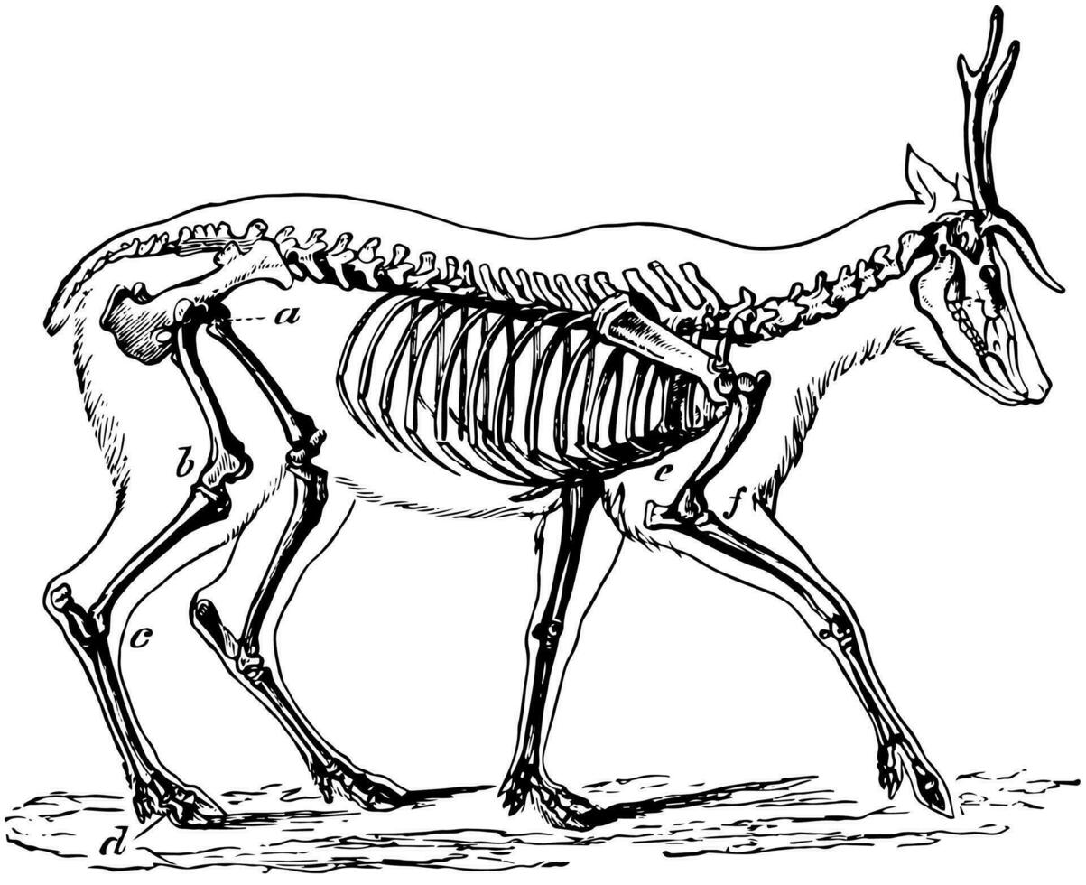 Skelett von das Reh, Jahrgang Illustration. vektor