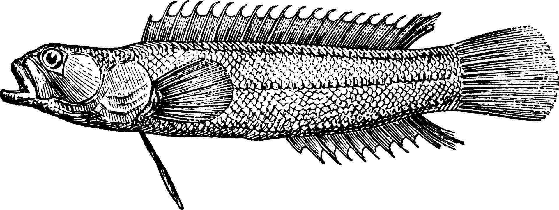 acanthoclinus, årgång illustration. vektor