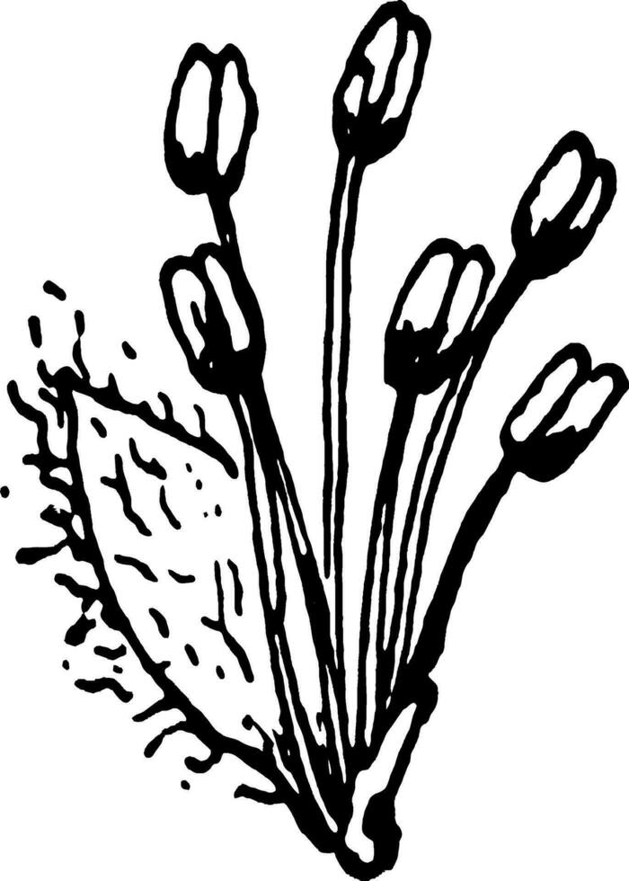 svart vide blomma årgång illustration. vektor
