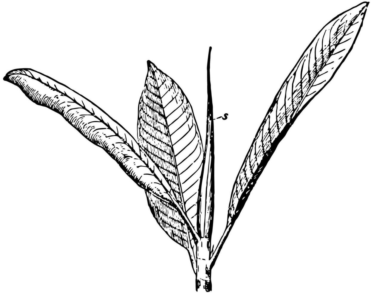 indisk sudd fikon ficus elastik skjuta årgång illustration. vektor