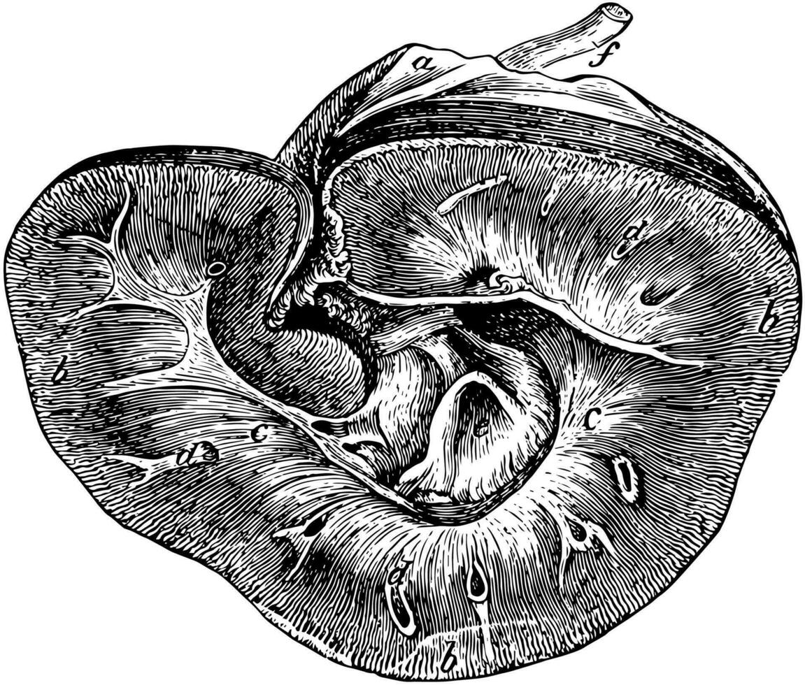 njure av en häst, årgång illustration. vektor
