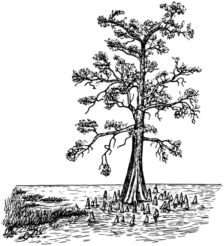 skallig cypress i träsk form årgång illustration. vektor