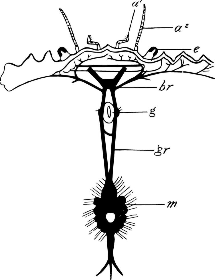 Ufer Krabbe nervös System, Jahrgang Illustration. vektor