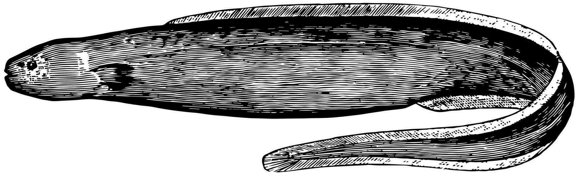 brüskiert Aal, Jahrgang Illustration. vektor