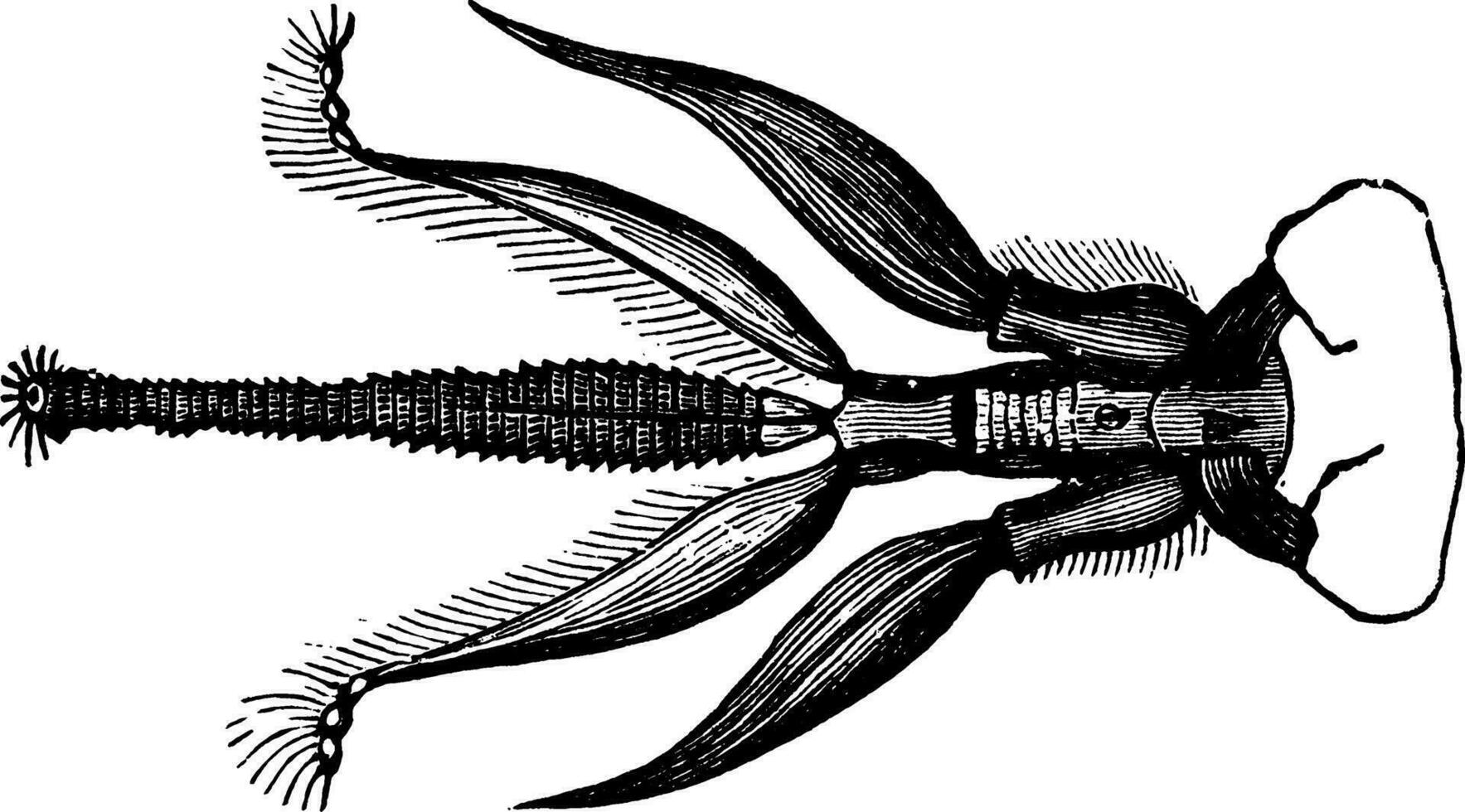 Mund und Zunge von ein Biene, Jahrgang Illustration. vektor