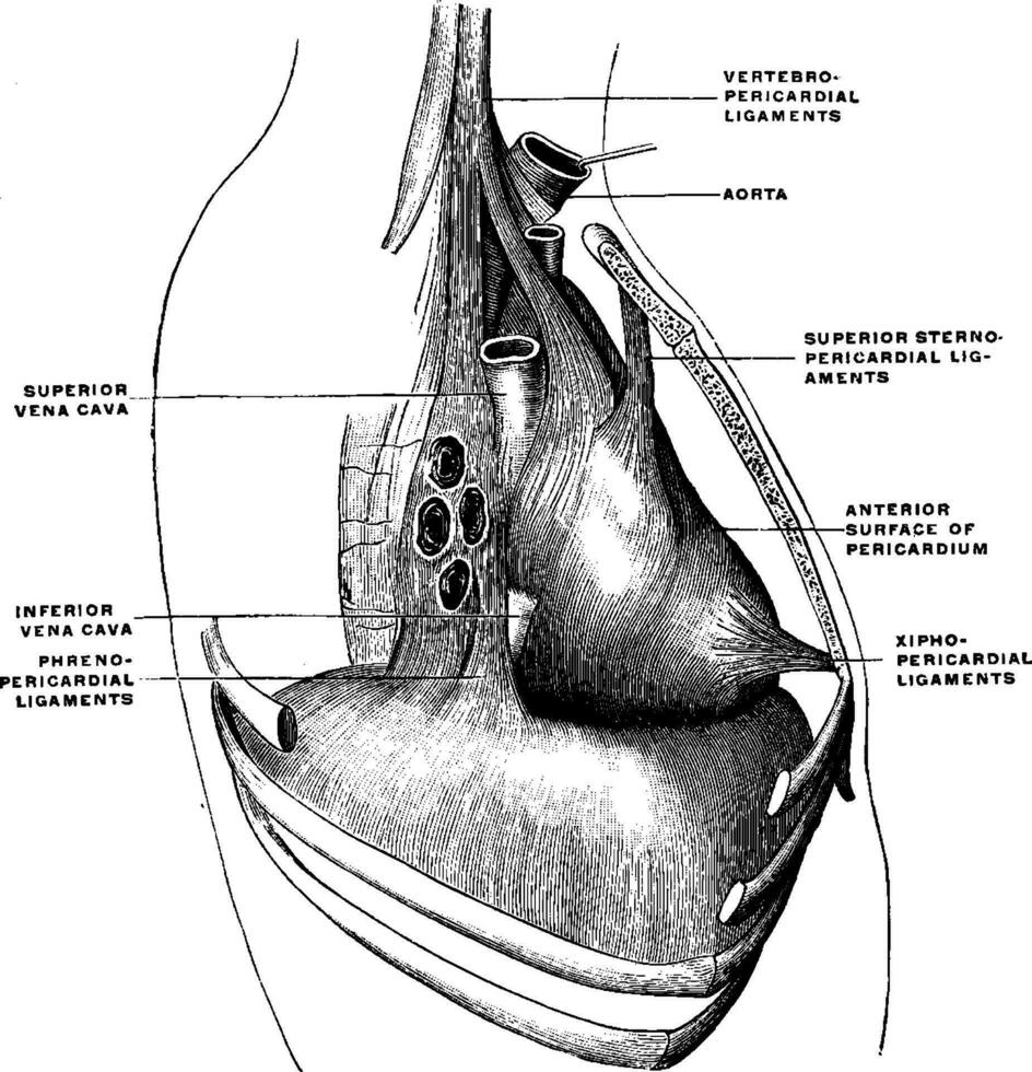 perikard ligament, årgång illustration. vektor