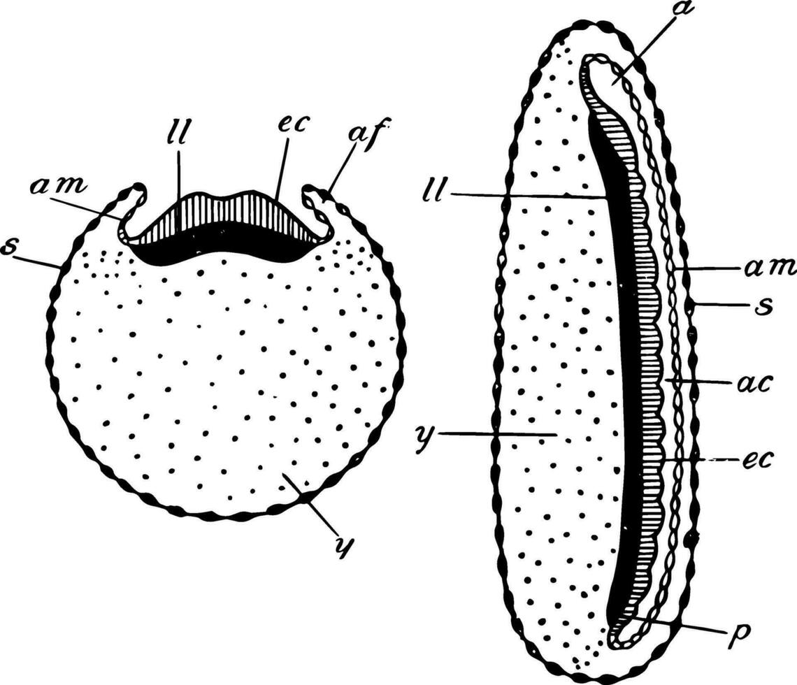 insekt embryo, årgång illustration. vektor