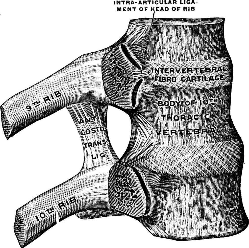 revben och motsvarande vertebral kroppar, årgång illustration. vektor