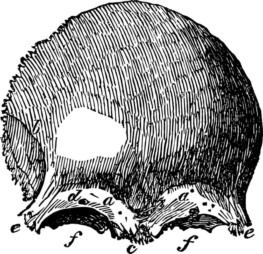 frontal Knochen, Jahrgang Illustration. vektor