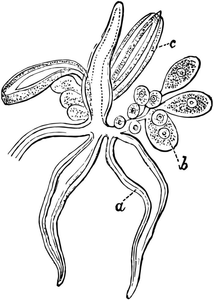 atorybia gonoblastium, årgång illustration. vektor