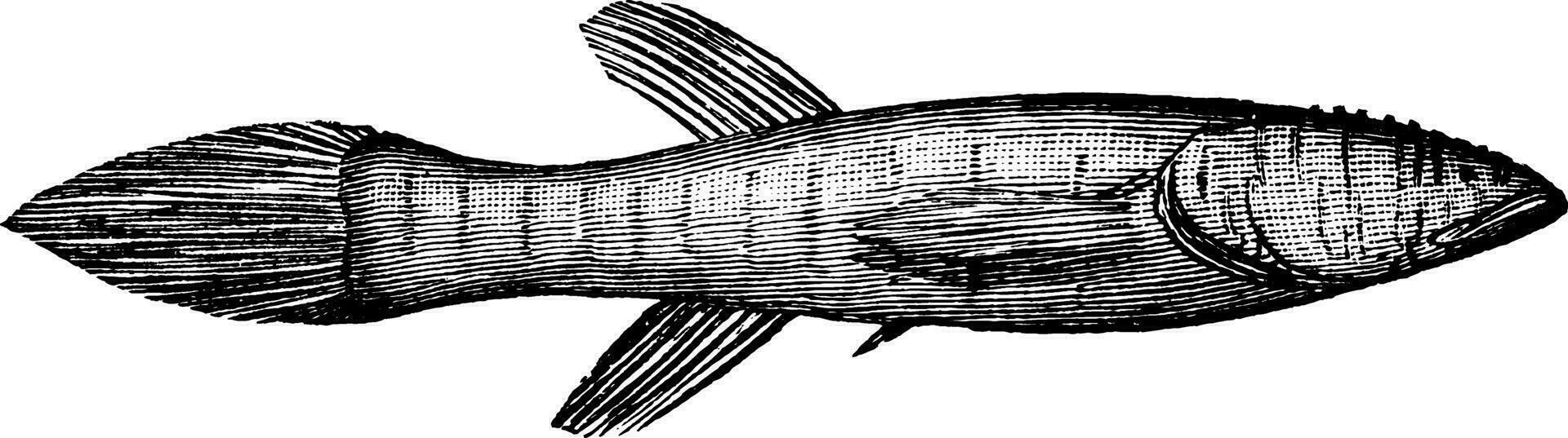 blindfisk, årgång illustration. vektor