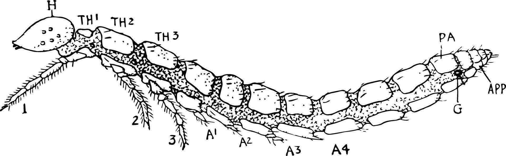 acerentomon, årgång illustration. vektor