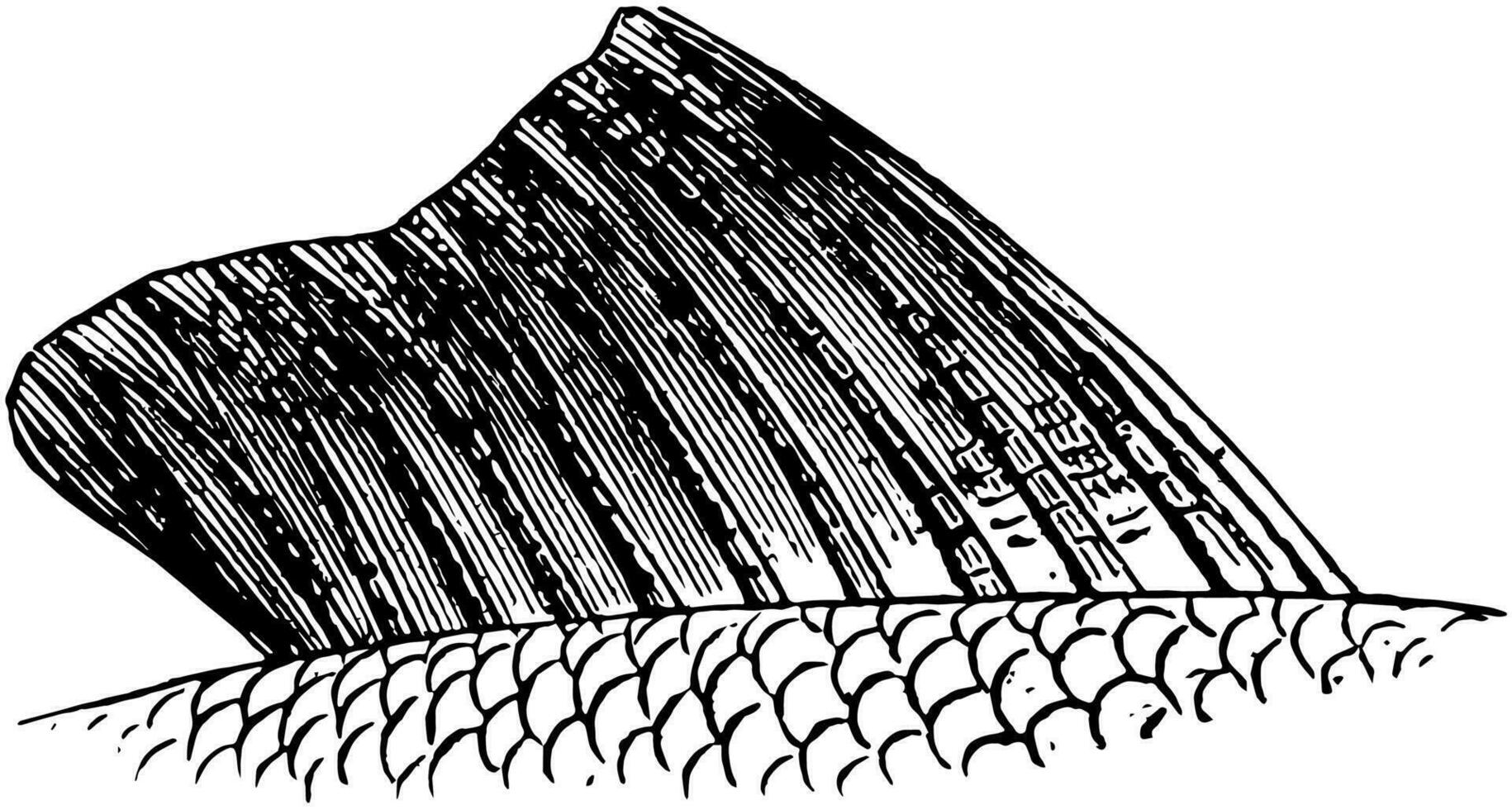Fisch Flosse, Jahrgang Illustration. vektor