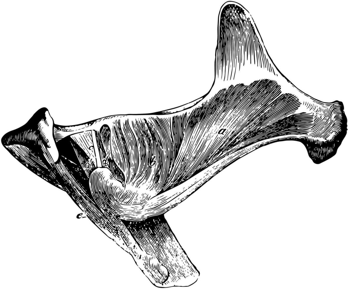 muskler från gluteal område av en häst, årgång illustration. vektor