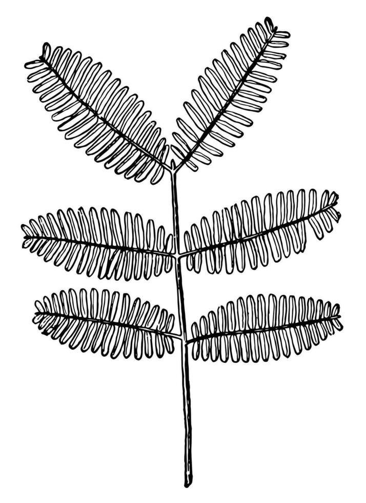 gummi arabicum träd årgång illustration. vektor