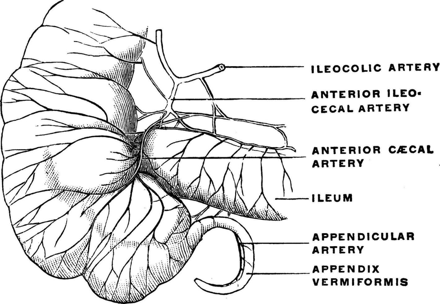 artärer av de blindtarm, årgång illustration. vektor