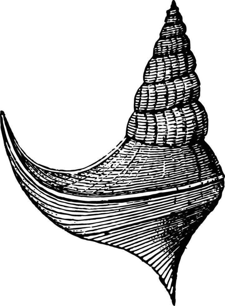 anchura Gastropode, Jahrgang Illustration. vektor
