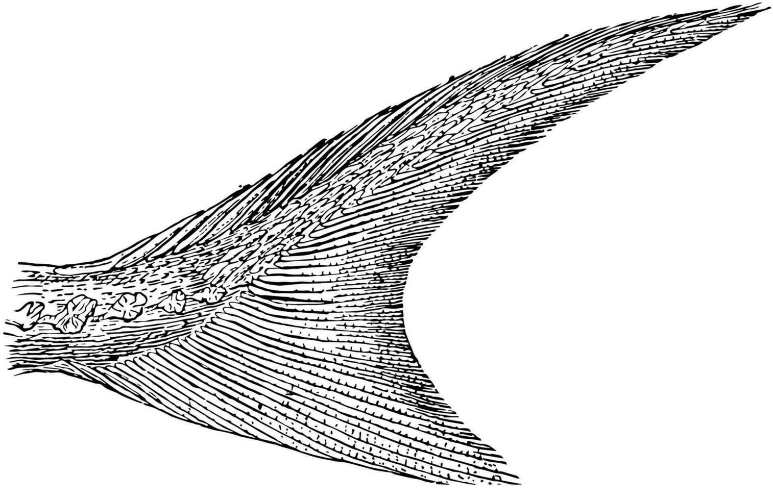 kortnäsa stör svans, årgång illustration. vektor