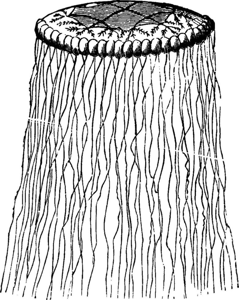 Cuvieria Carisochroma, Jahrgang Illustration. vektor