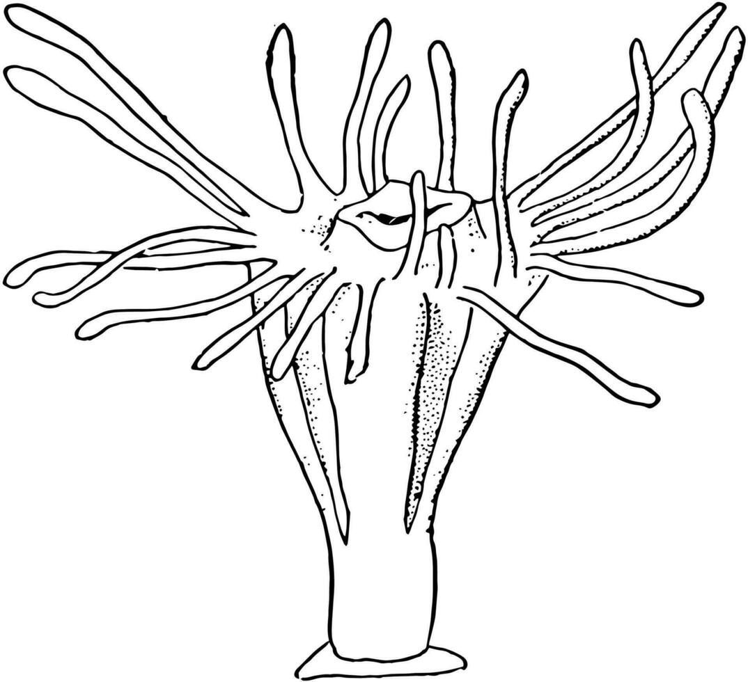 scyphozoan manet, årgång illustration. vektor