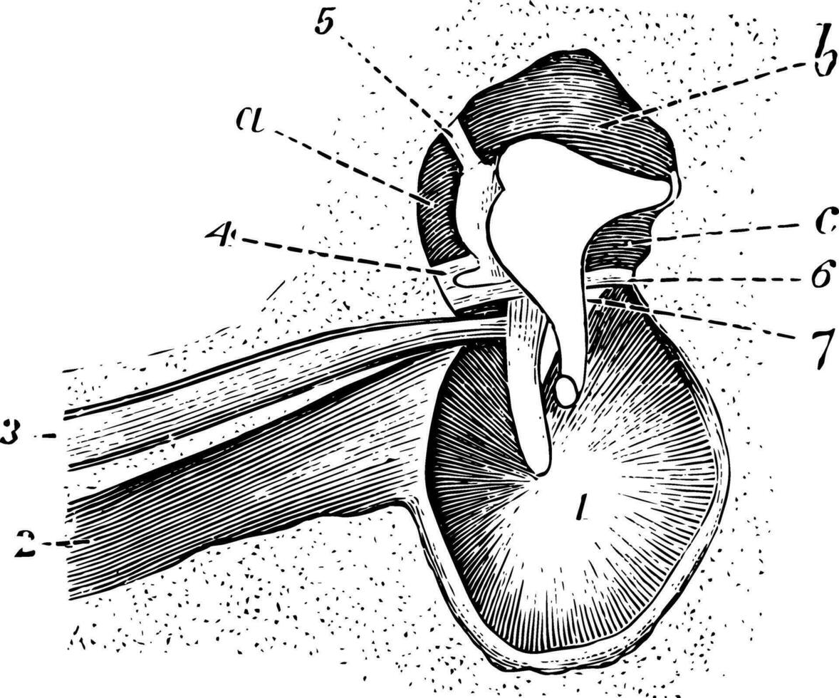 Tympanum, Jahrgang Illustration. vektor