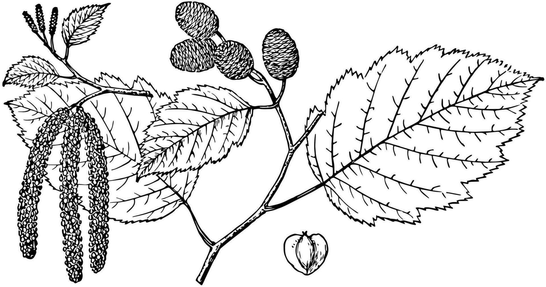 gren av alnus sitchensis årgång illustration. vektor