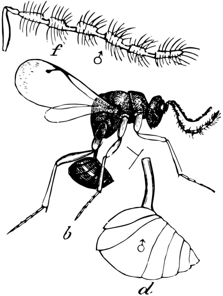 manlig kalcid geting, årgång illustration. vektor