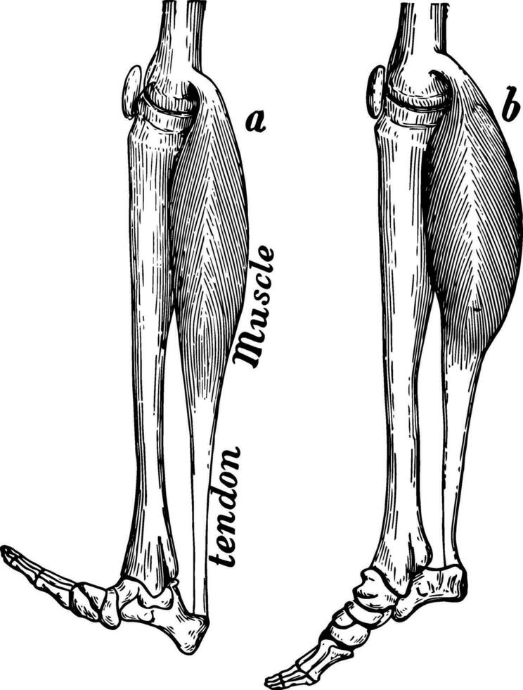 Bein Muskel, Jahrgang Illustration. vektor