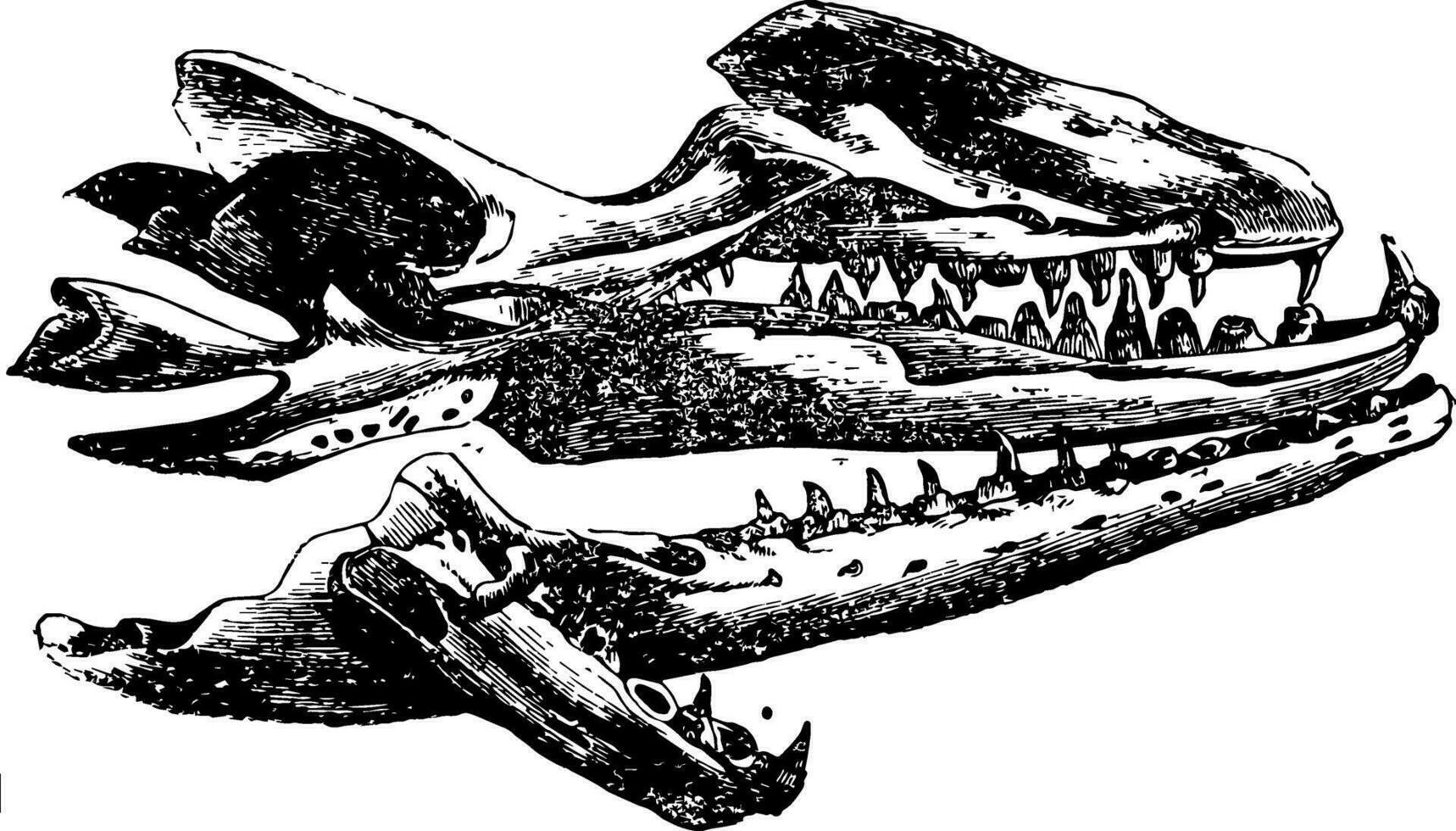 Mososaurus Schädel, Jahrgang Illustration. vektor