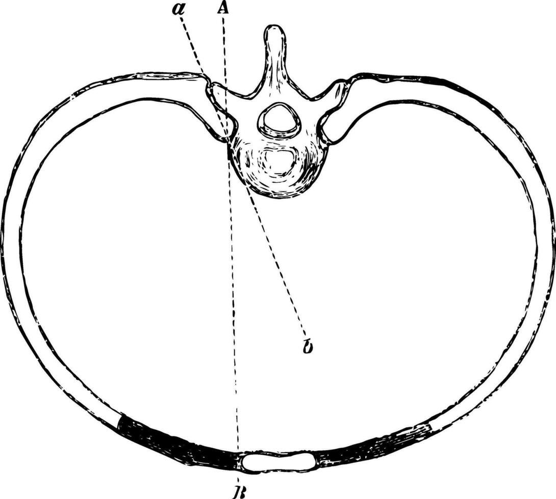 rörelse av revben, årgång illustration. vektor