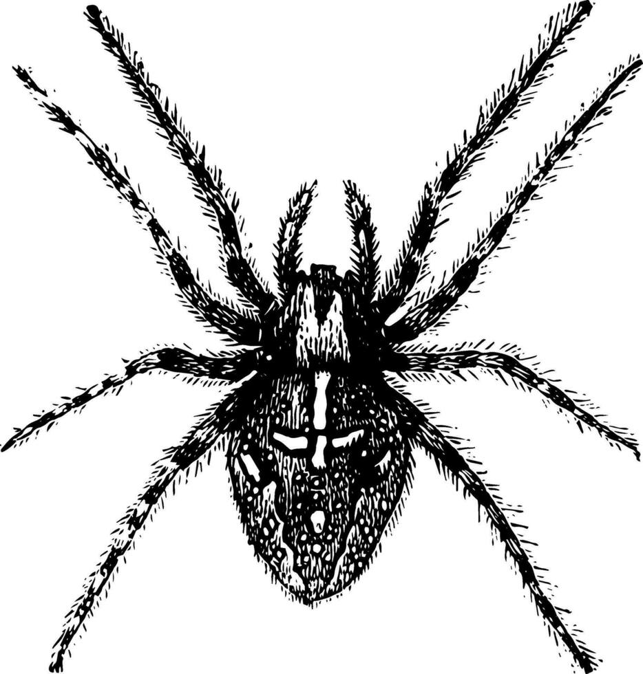 Spinne, Jahrgang Illustration vektor