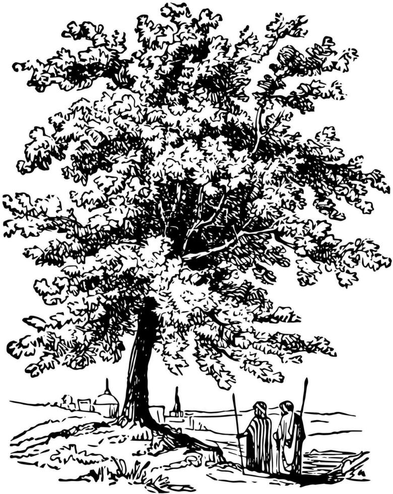 terebint träd årgång illustration. vektor