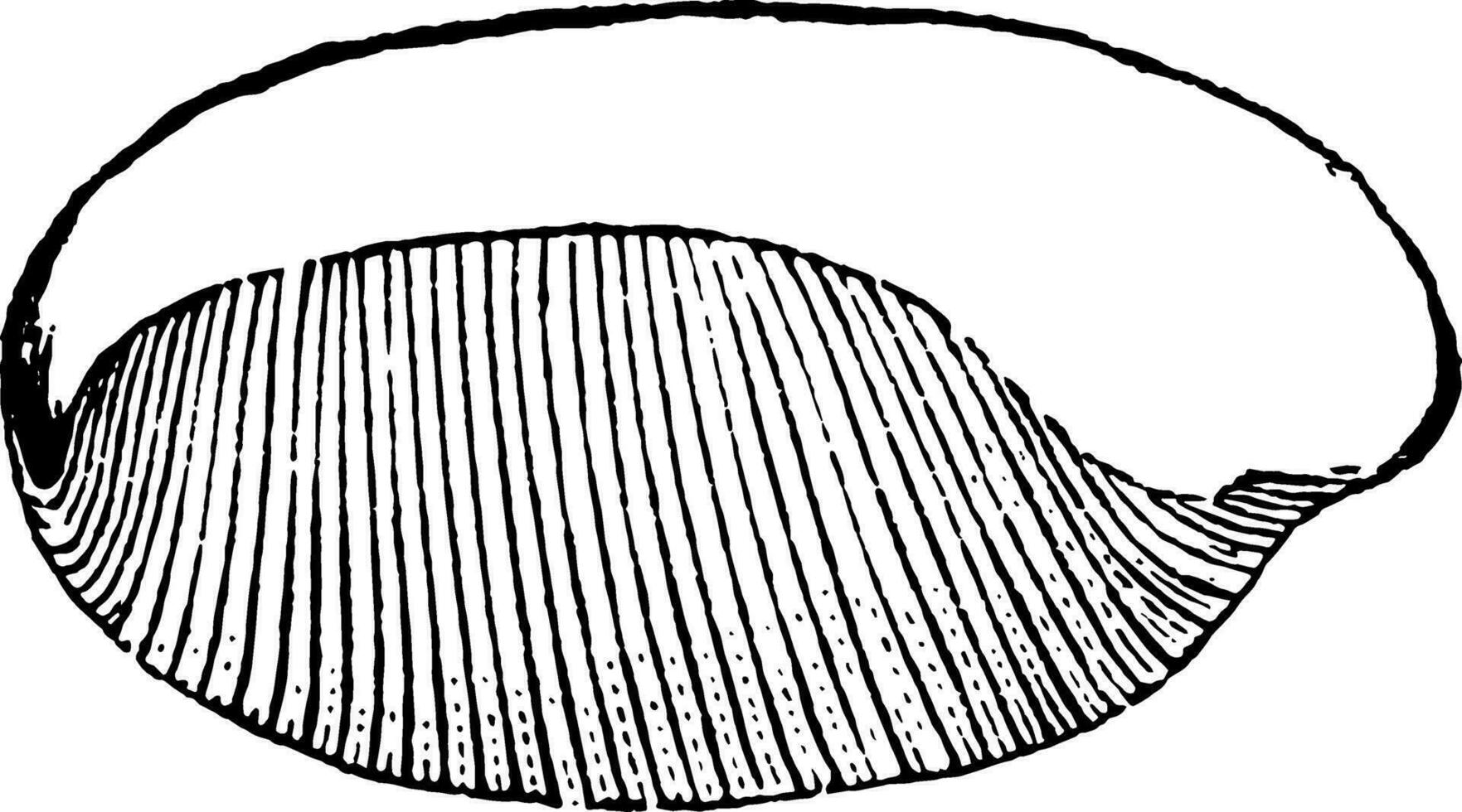 interiör av bulla gastropod, årgång illustration. vektor