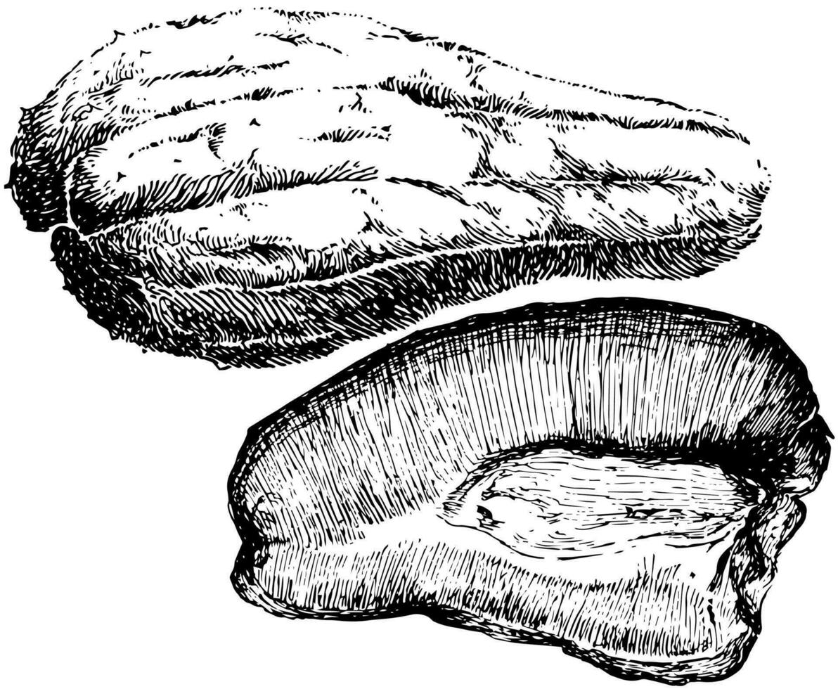 sechium edule årgång illustration. vektor