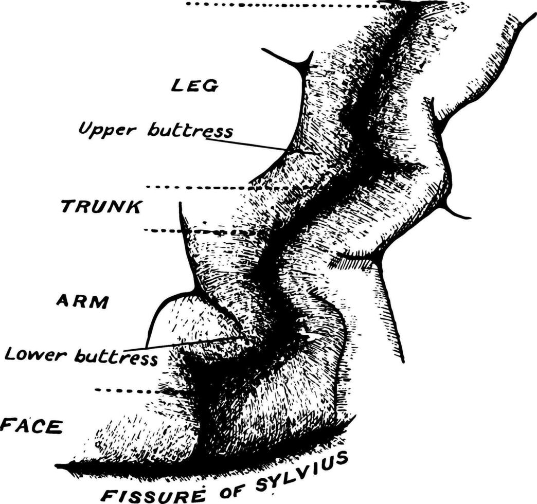 precentral gyrus i de hjärna, årgång illustration vektor