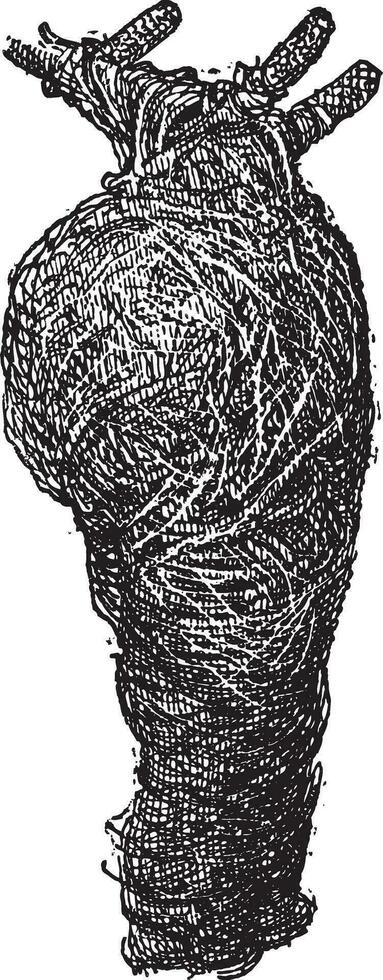 Nest von das Baya Weber oder Ortus Philippinus, Jahrgang Gravur vektor