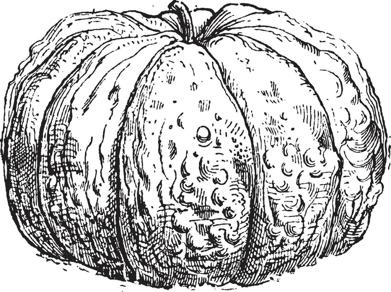 Cantaloup-Melone oder Cucumis Melo Var. Cantalupensis, Jahrgang Gravur vektor