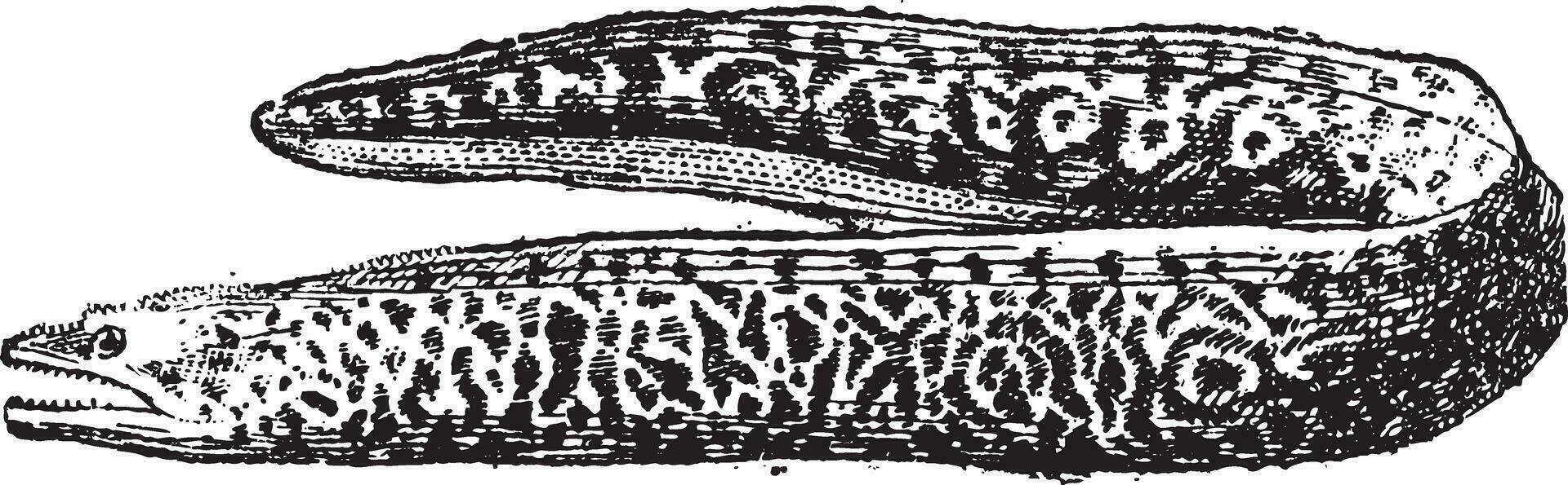 Muräne Aal oder muraenidae, Jahrgang Gravur vektor