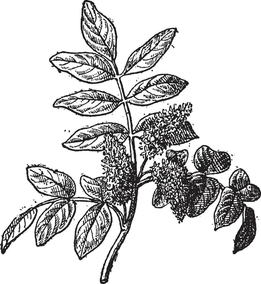 mastik eller pistacia lentiscus, årgång gravyr vektor