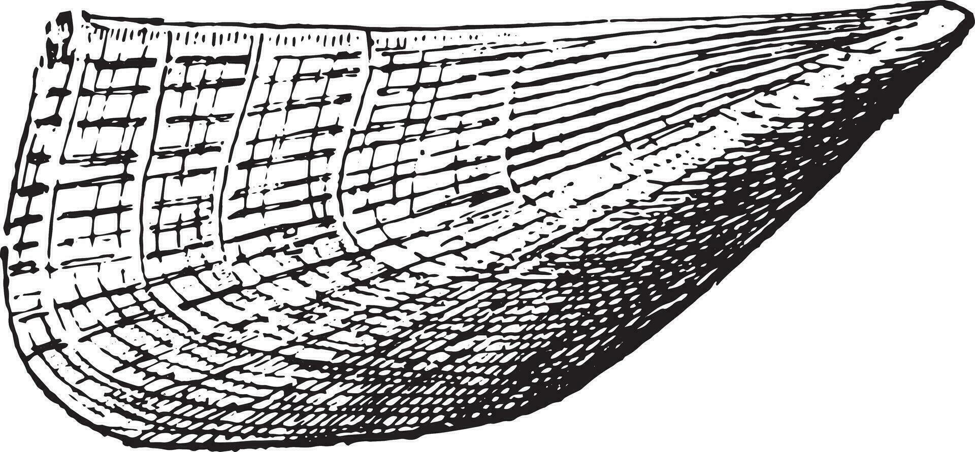 pinna, årgång gravyr vektor