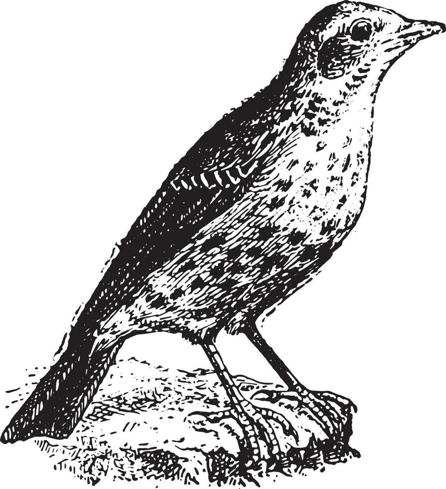 Pipit, Jahrgang Gravur. vektor