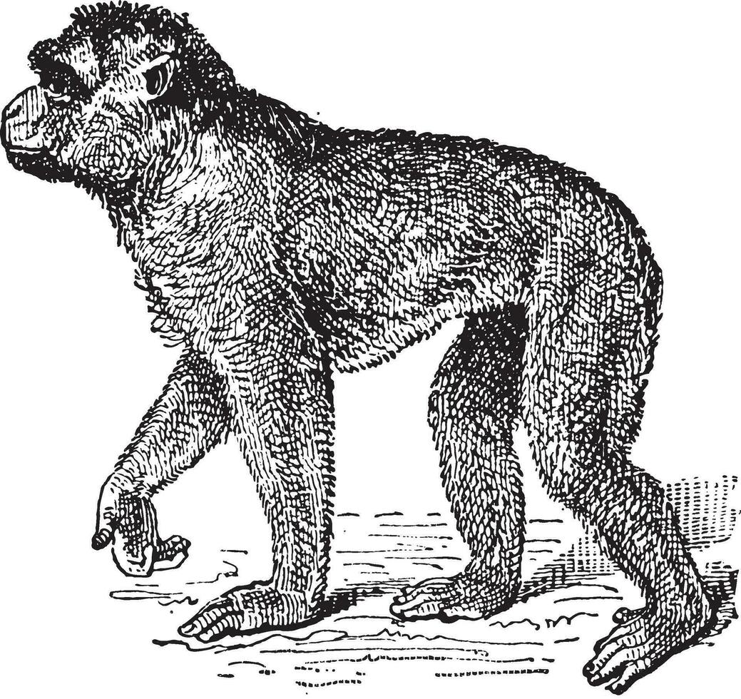 barbary makak eller Macaca sylvanus, årgång gravyr vektor