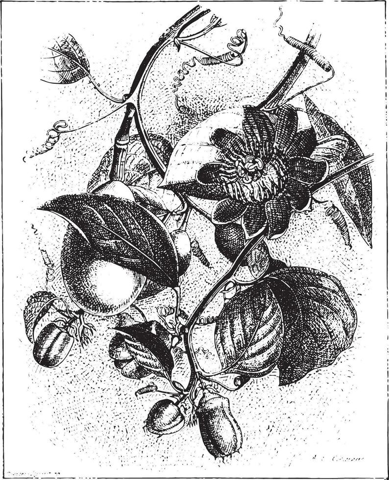 geflügelter Stiel Leidenschaft Blume oder Passiflora Alata, Jahrgang Gravur. vektor