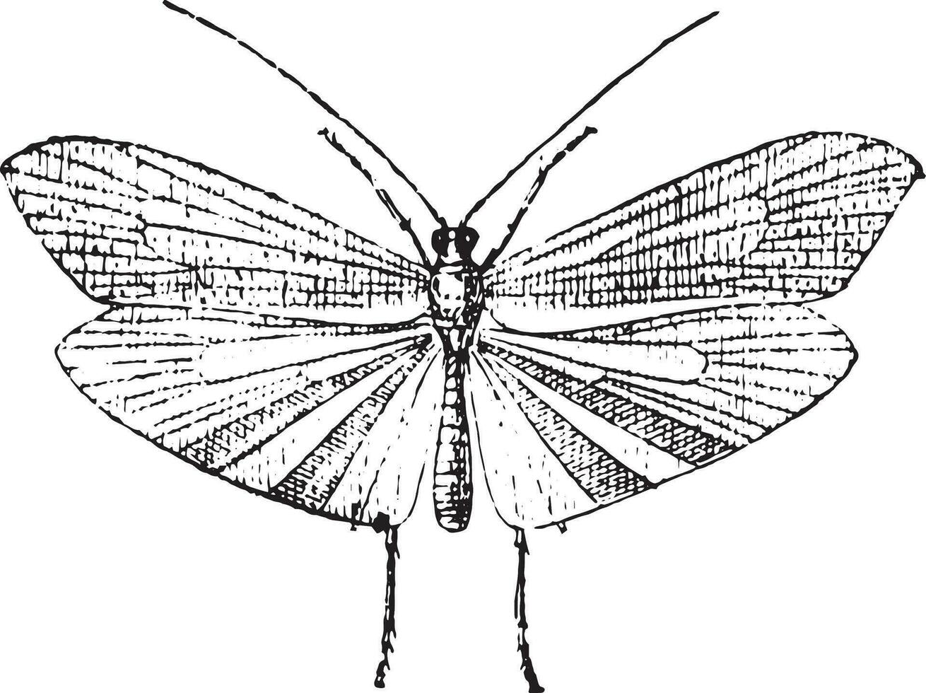 Köcherfliege, Jahrgang Gravur. vektor