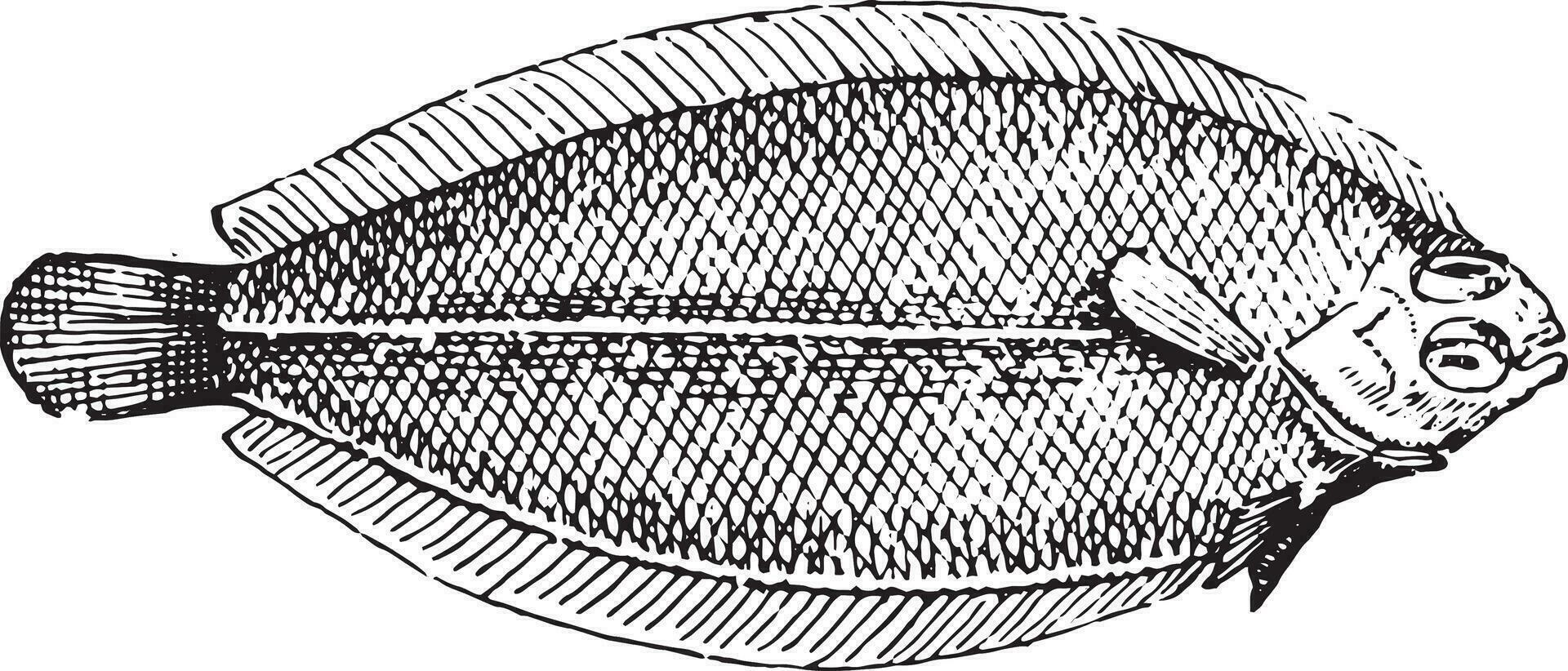 Scholle, Jahrgang Gravur. vektor