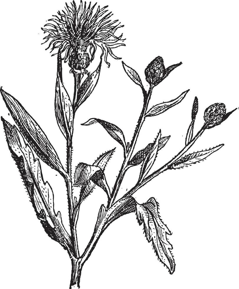 Flockenblume oder Centaurea, Jahrgang Gravur. vektor