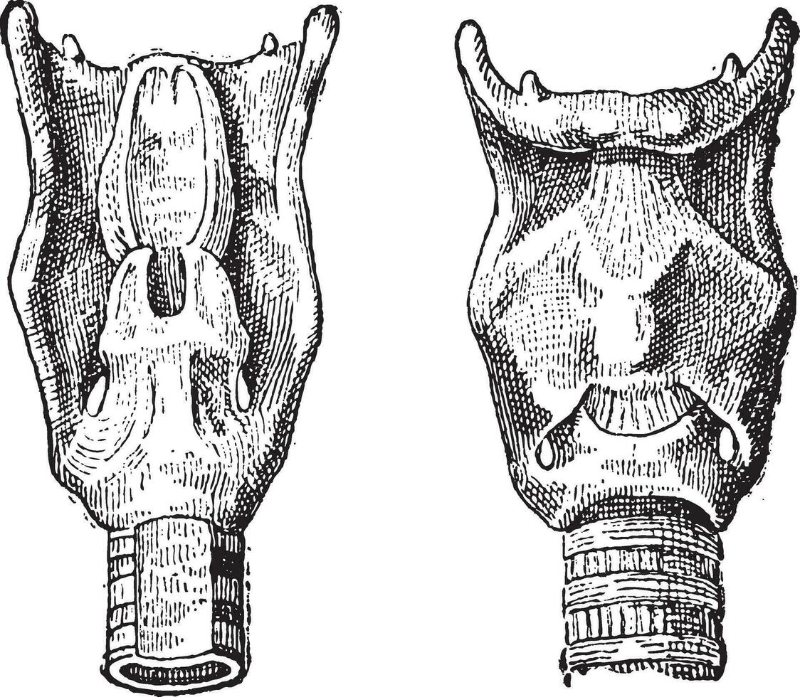 Stimme Box oder Larynx, Jahrgang Gravur vektor