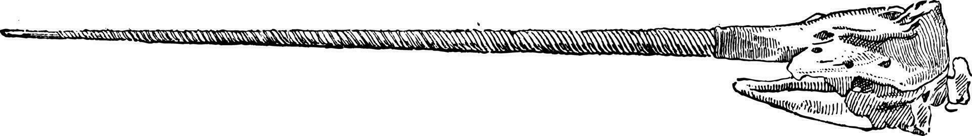 Elfenbein, Verteidigung von das Narwal, Jahrgang Gravur. vektor