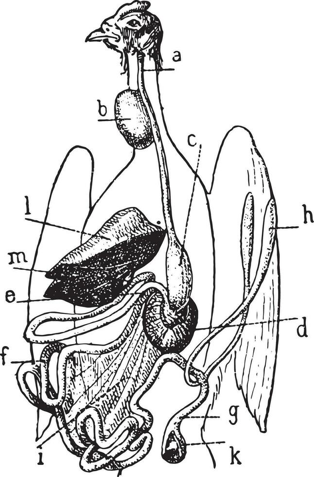 Verdauungs- System von Vogel, Jahrgang Gravur. vektor